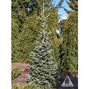 0 units available! Pre-Order Qty: 0