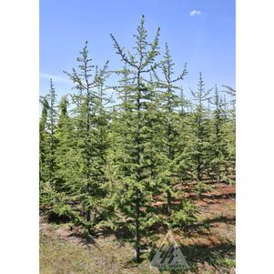 0 units available! Pre-Order Qty: 0