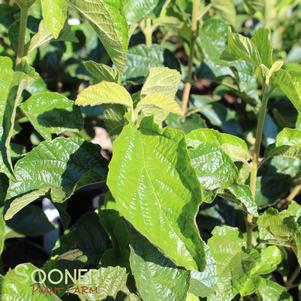 0 units available! Pre-Order Qty: 0