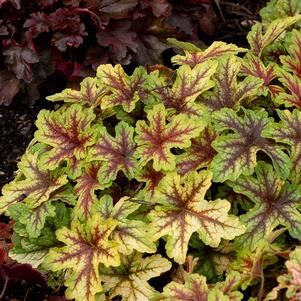 0 units available! Pre-Order Qty: 0