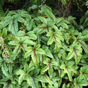 0 units available! Pre-Order Qty: 0