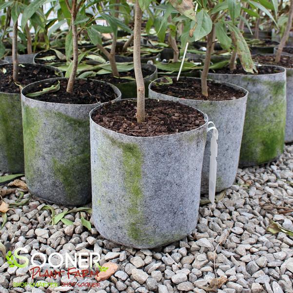 Sac De Culture Géotextile Root Pouch - 12 Gallons (45 Litres) - Pot Pour Plantes, Aération Racinaire