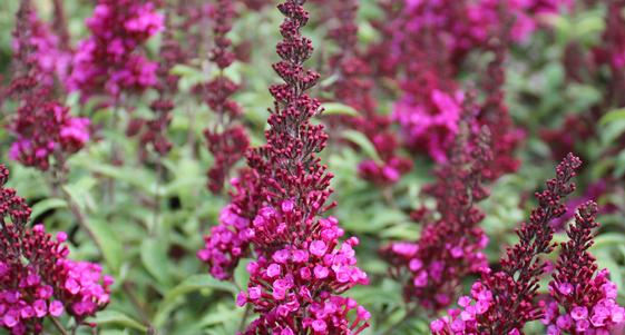 Not All Butterfly Bushes Are the Same: Understanding Sterile vs. Traditional Cultivars