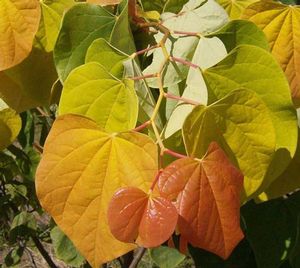 Redbud Trees Available Online Best Prices