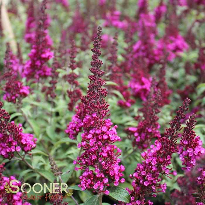 Shop Sterile & Low Seeding Butterfly Bush