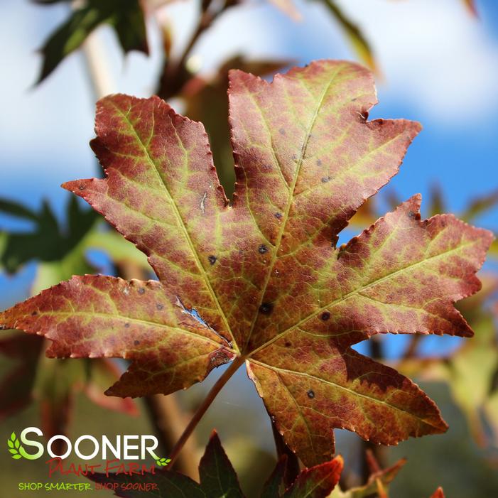 Liquidambar styraciflua 'Cherokee' - CHEROKEE SWEETGUM from Sooner Plant Farm