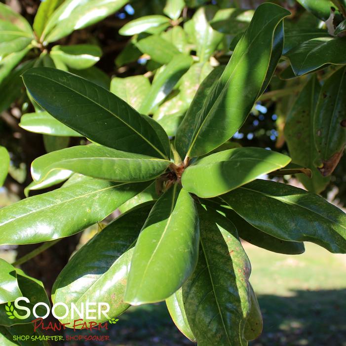 D.D. Blanchard Southern Magnolia Tree