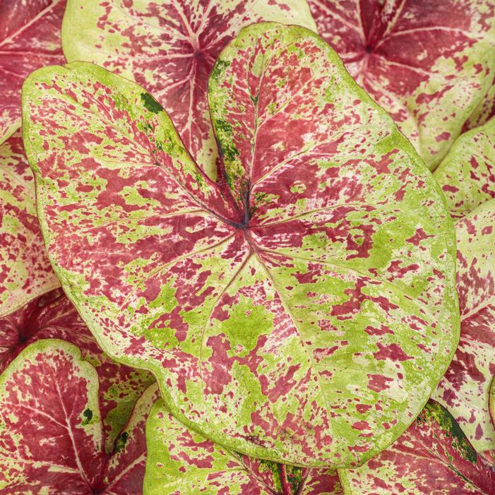 Image used with permission from Ball Seed