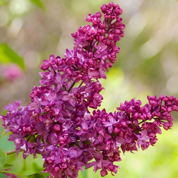 CHARLES JOLY LILAC
