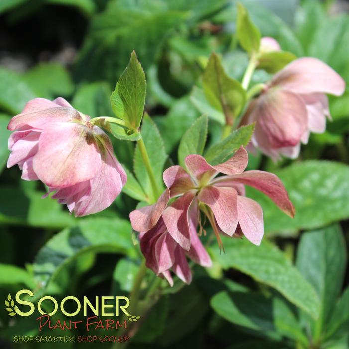 Helleborus x 'Amethyst Gem'