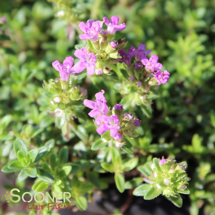 Image Property of Sooner Plant Farm
