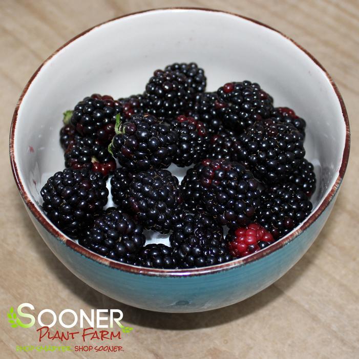 Image property of Sooner Plant Farm, Inc.