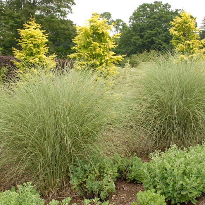 MORNING LIGHT MAIDEN GRASS