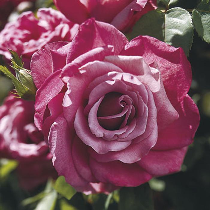 Heirloom Hybrid Tea Rose | Sooner Plant Farm