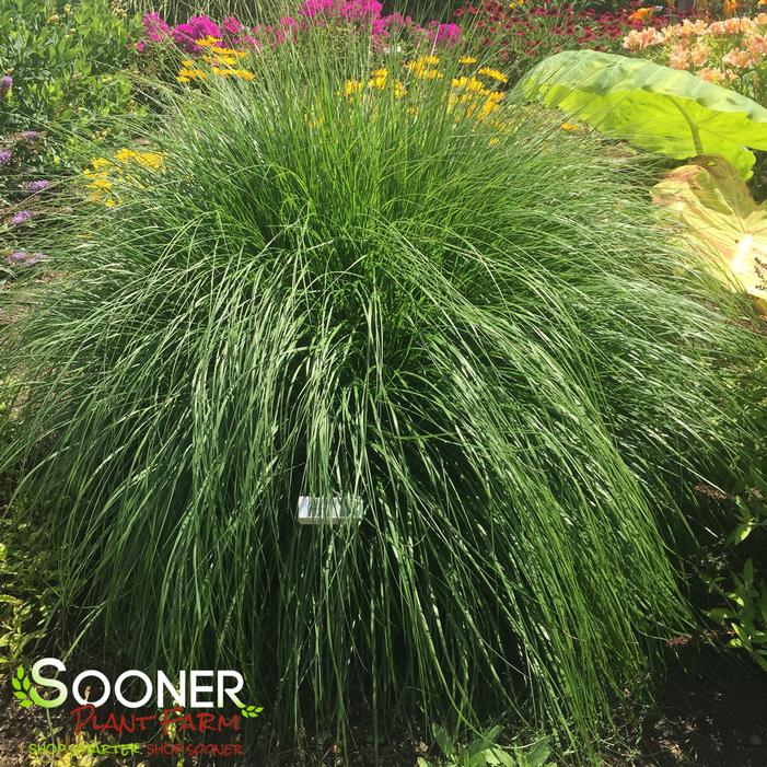 Pennisetum setaceum - FOUNTAIN GRASS from Sooner Plant Farm