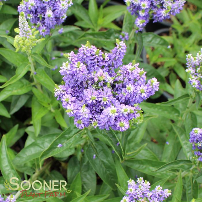 Blue Bomb Speedwell | Sooner Plant Farm