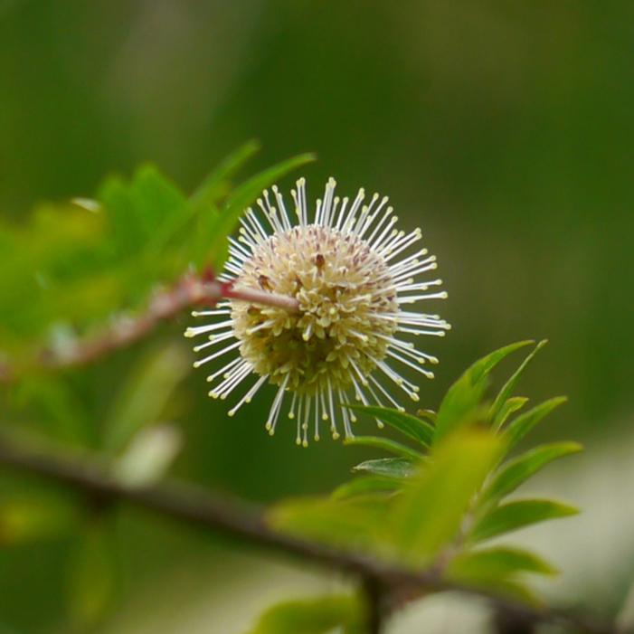 Image courtesy of NCSU - Dinesh Valke