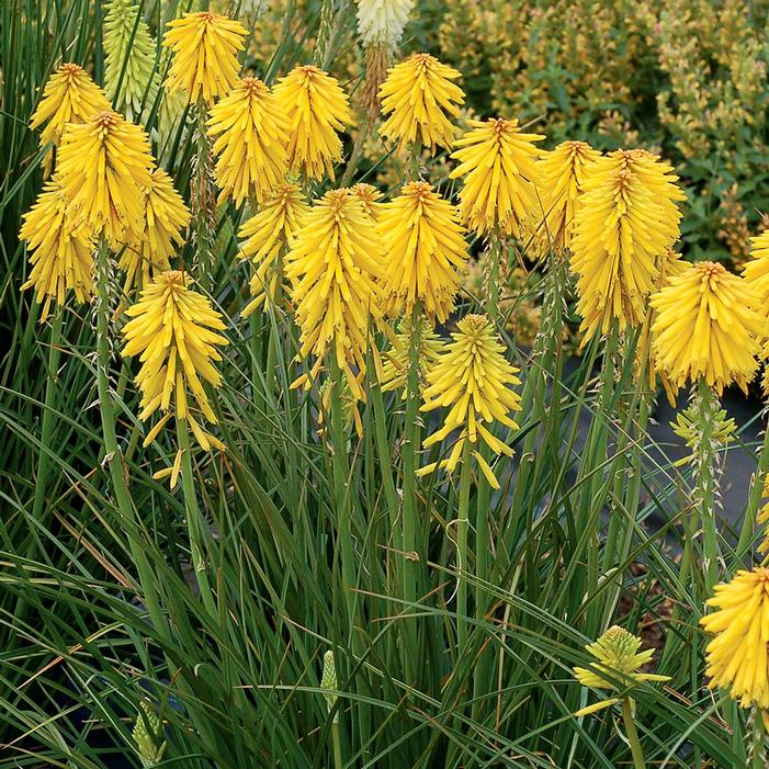 Banana Popsicle™ Red Hot Poker | Sooner Plant Farm