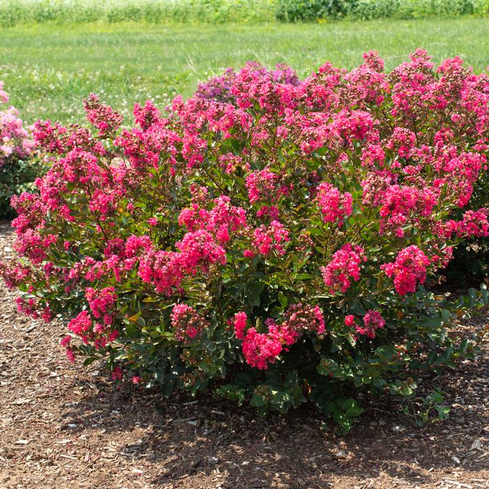 Bellini® Raspberry Crapemyrtle | Sooner Plant Farm
