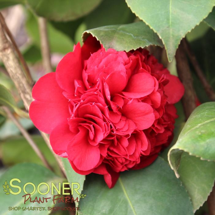 Image property of Sooner Plant Farm, Inc.