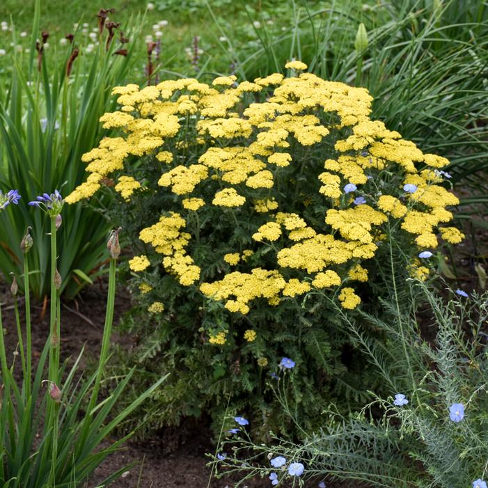 Firefly Sunshine Yarrow | Sooner Plant Farm