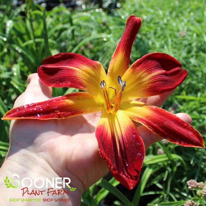 Rainbow Rhythm® Ruby Spider Daylily | Sooner Plant Farm