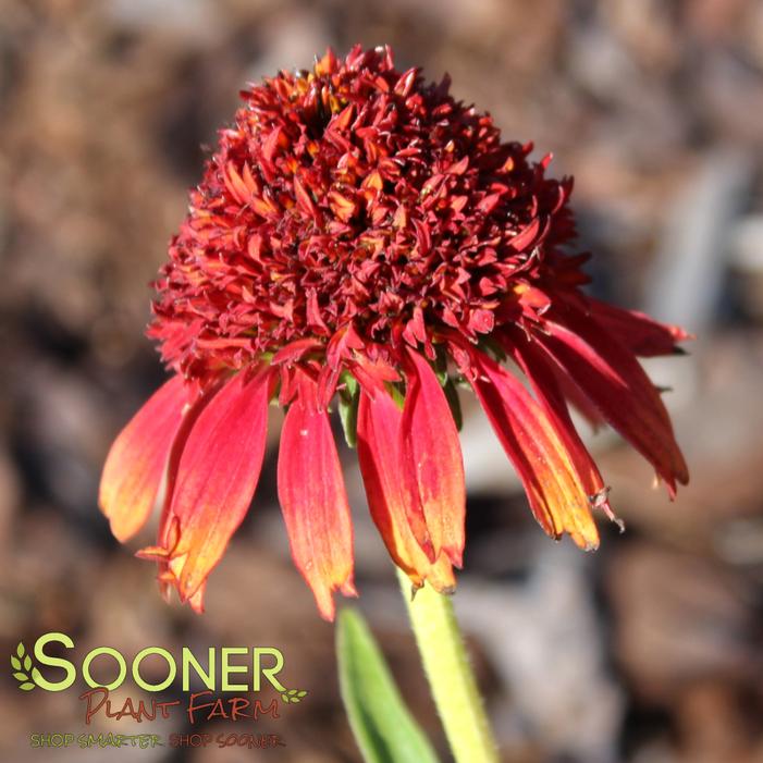 Image property of Sooner Plant Farm, Inc.