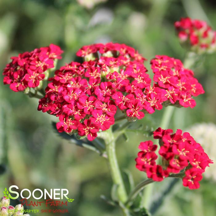 Sassy Summer Sangria Yarrow | Sooner Plant Farm