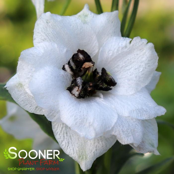 Image property of Sooner Plant Farm, Inc.