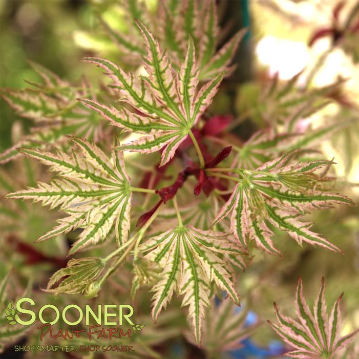 Image property of Sooner Plant Farm, Inc.