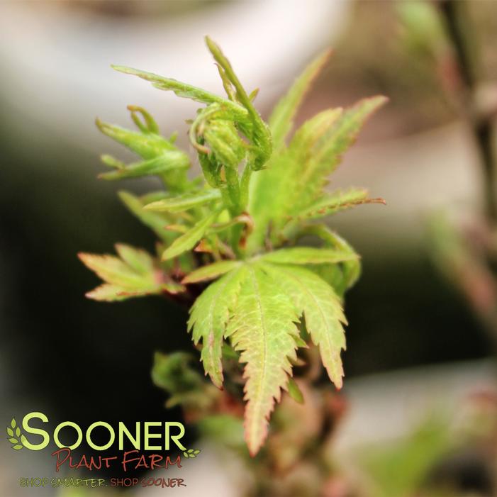 Image property of Sooner Plant Farm, Inc.