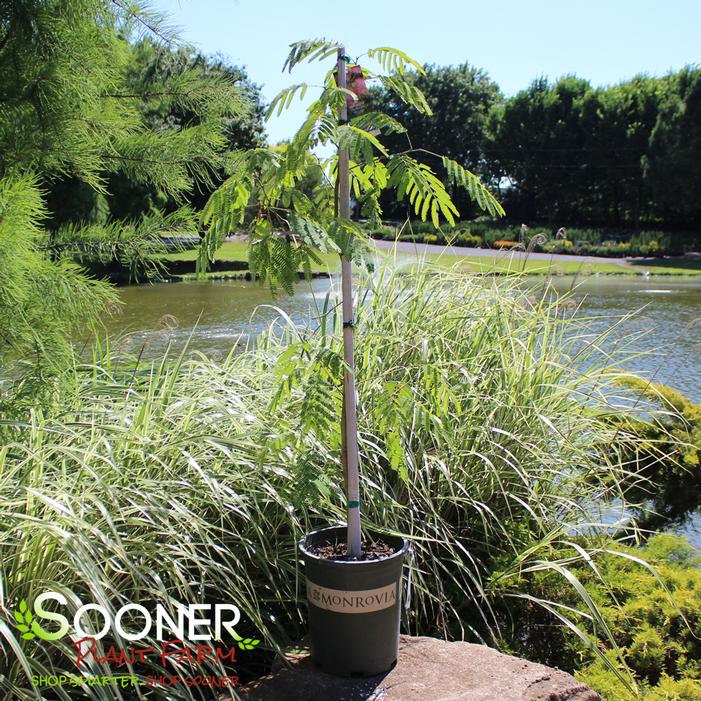Image property of Sooner Plant Farm, Inc.