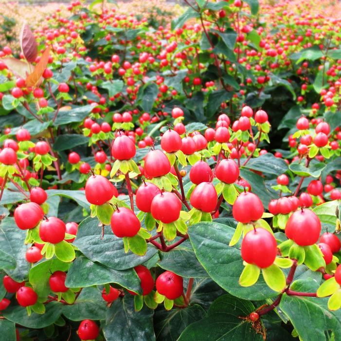 HyperBerries Red St. John's Wort | Sooner Plant Farm