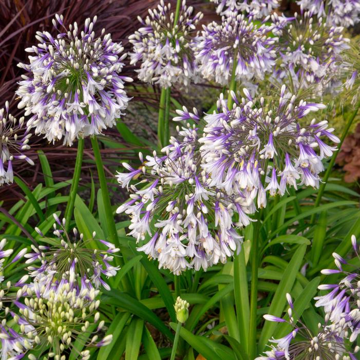 Image property of and used with permission from Southern Living