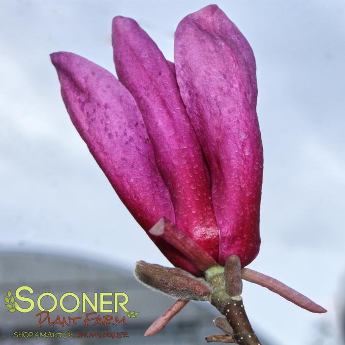 Image property of Sooner Plant Farm, Inc.