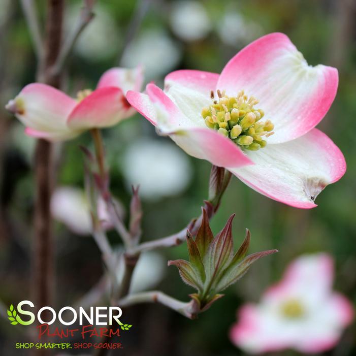 Image property of Sooner Plant Farm, Inc.