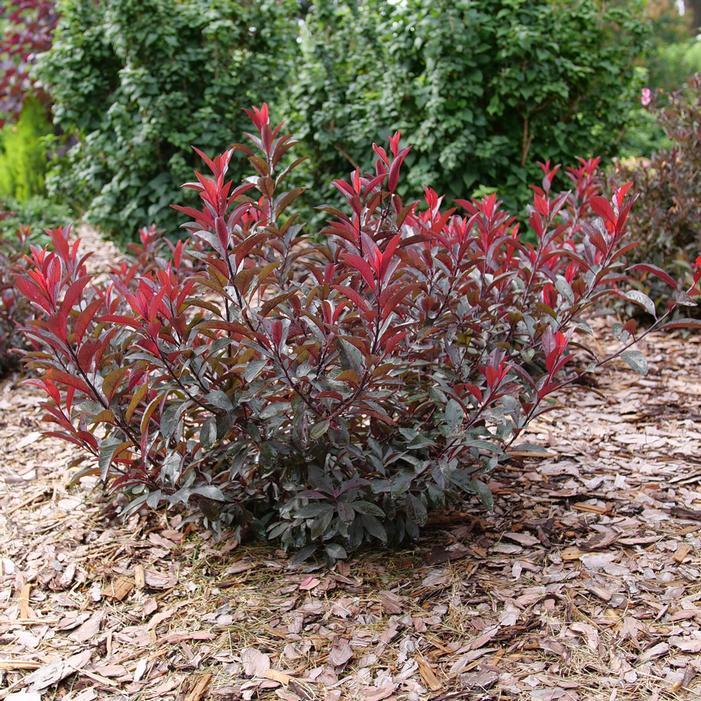 Stay Classy™ Purpleleaf Sand Cherry | Sooner Plant Farm