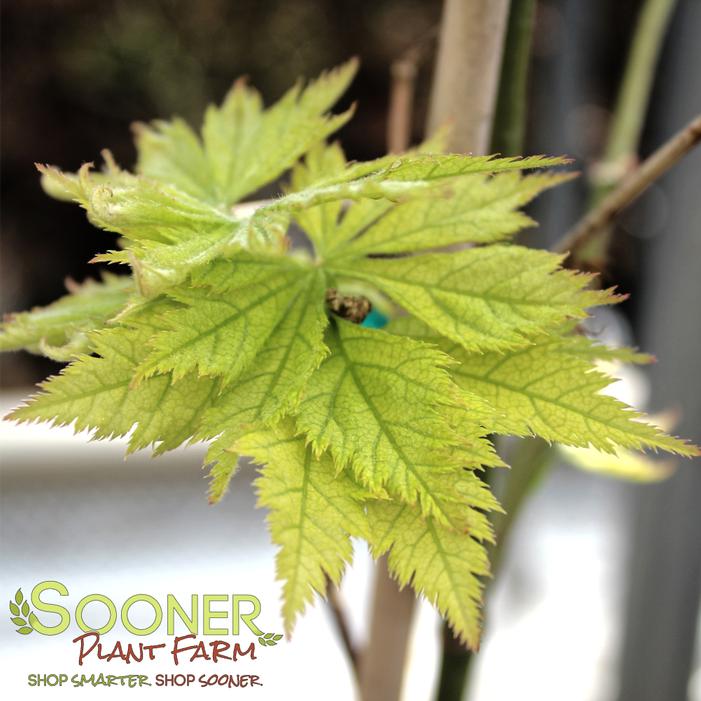 Image property of Sooner Plant Farm, Inc.