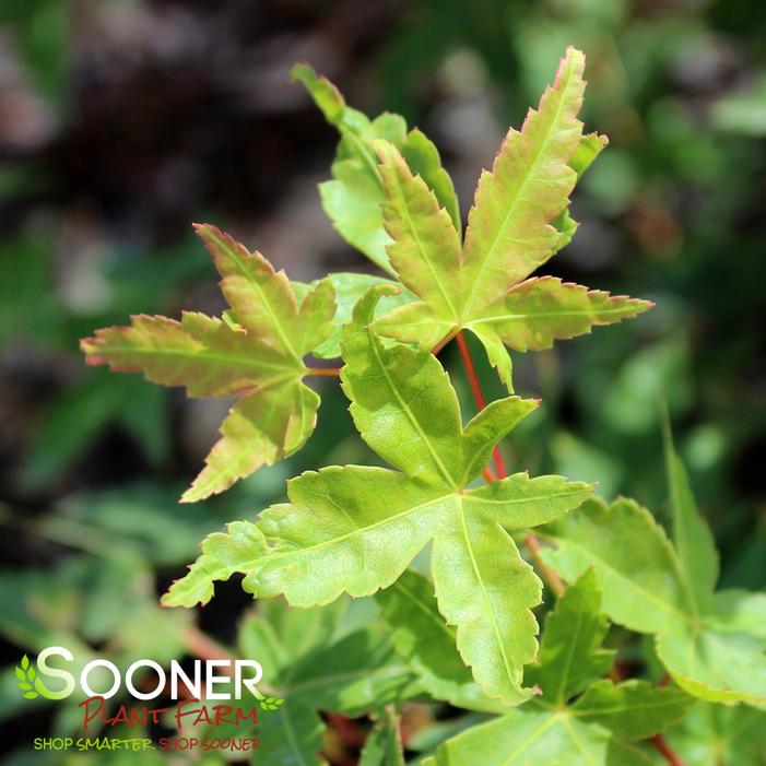 Image property of Sooner Plant Farm, Inc.