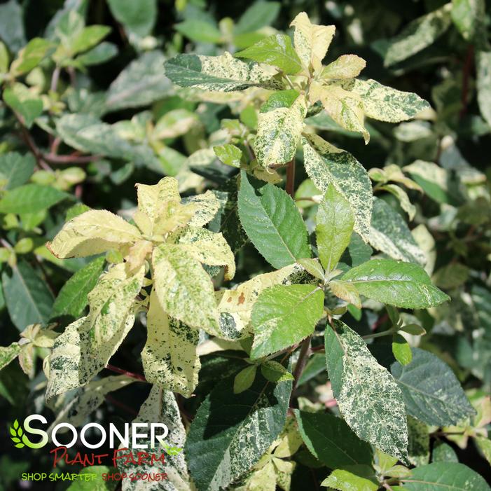 Image property of Sooner Plant Farm, Inc.