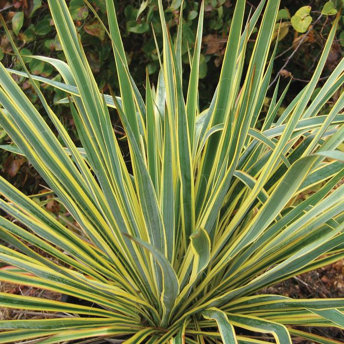 Bright Edge Yucca | Sooner Plant Farm