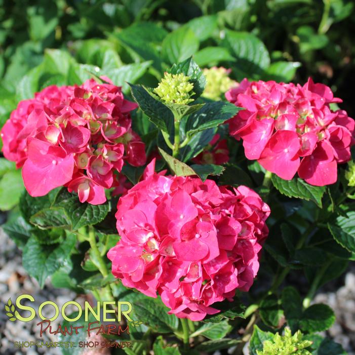 Image property of Sooner Plant Farm, Inc.
