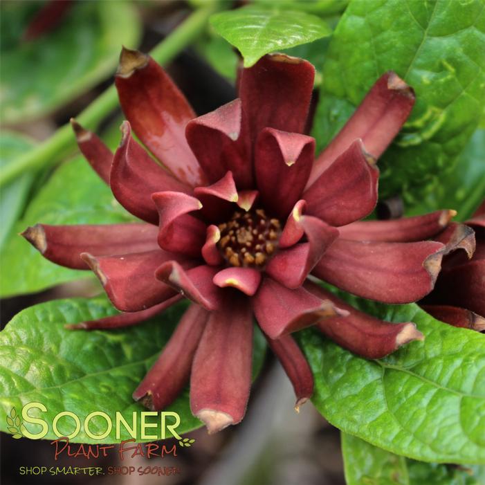 Image property of Sooner Plant Farm, Inc.