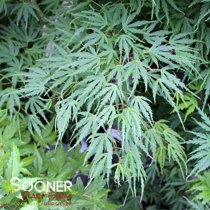Image property of Sooner Plant Farm, Inc.