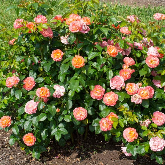 Image property of and used with permission from Star Roses