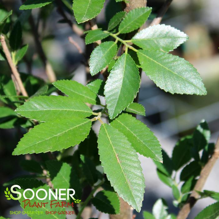 Image property of Sooner Plant Farm, Inc.