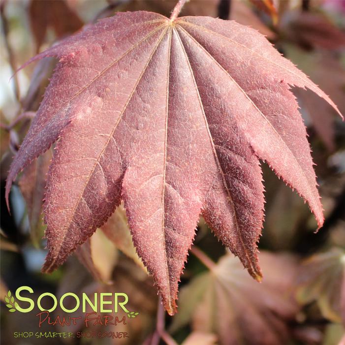 Image property of Sooner Plant Farm, Inc.