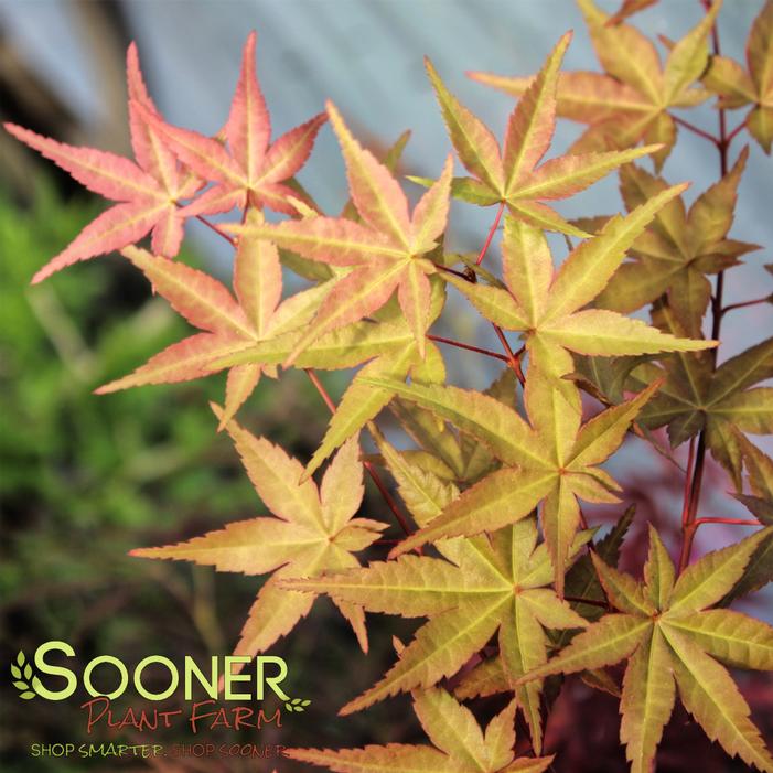 Image property of Sooner Plant Farm, Inc.