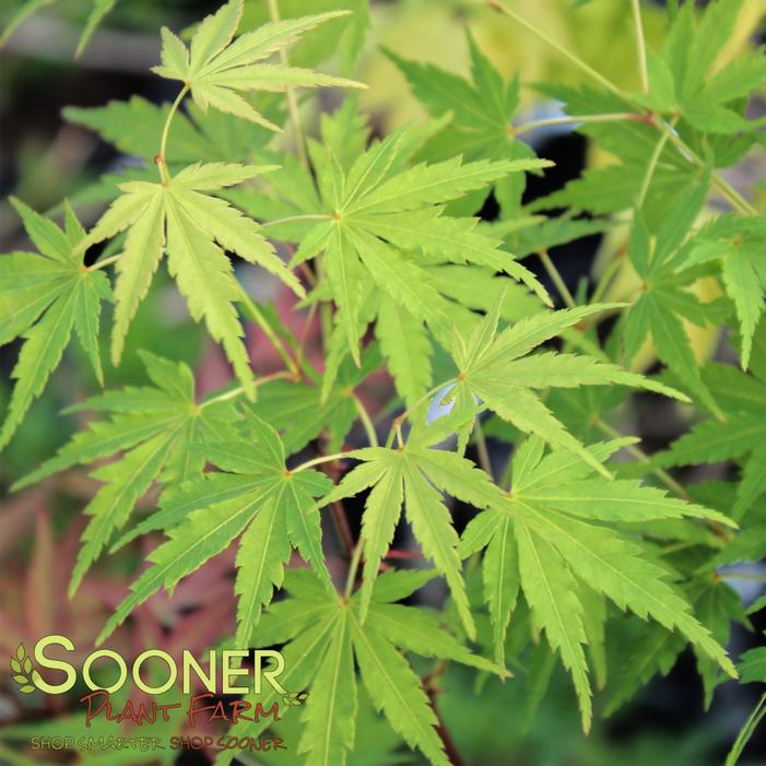 Image property of Sooner Plant Farm, Inc.