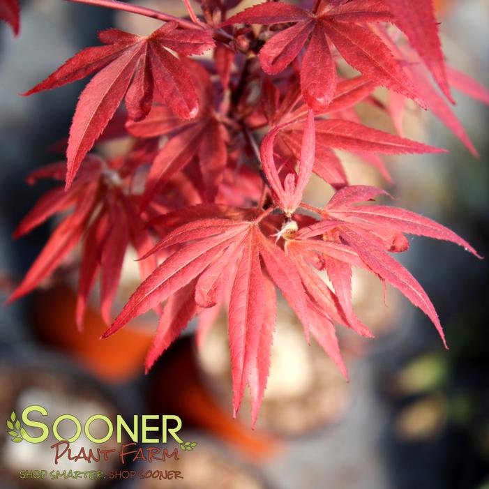 Image property of Sooner Plant Farm, Inc.